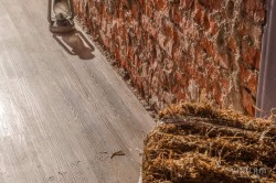 Виниловый ламинат VINILAM 511003 Дуб Ульм Виниловый ламинат VINILAM 511003 Дуб Ульм