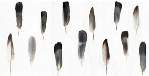 Керамогранит PLUMA DECORANDUM VALLELUNGA 50X100 арт. 6000681