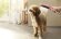 Hansgrohe душ для собак с массажной струей, DogShower, матовый белый арт. 26640700
